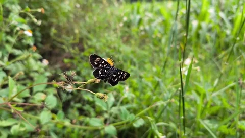 Black Tiger Moth Resting on Wildflower Video stock 337579931