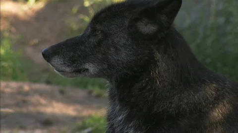 sad black wolf