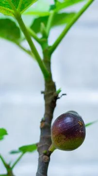 Black tin fruit 库存照片