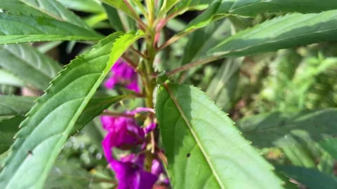 Black tiny ant perches on the narrow leaves of flowering plants Stock Footage 328338770