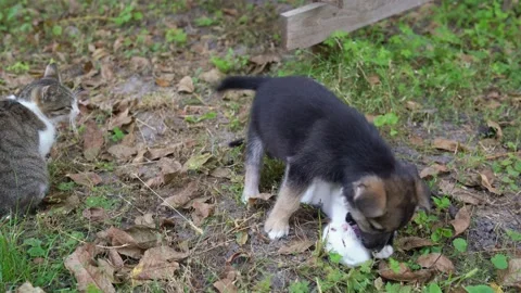 Black tiny puppy plays with a small kitten in the garden under the supervision Stock Footage 217747619