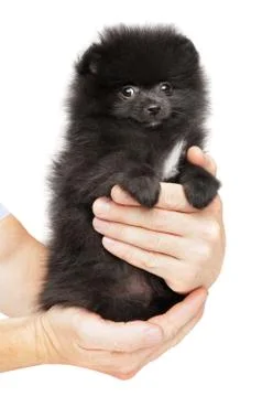 Black tiny Spitz puppy in hand on white background Stock Photos