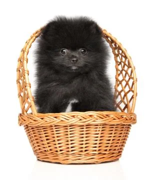Black tiny Spitz puppy in a wicker basket Stock Photos