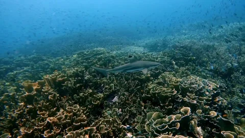 Black tip reef shark above a coral garden Vídeos de archivo 332893507