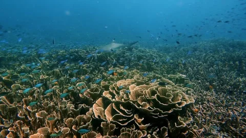 Black tip reef shark above coral 01 Vídeos de archivo 332893658