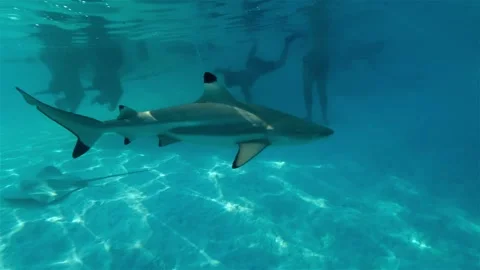 Black tip reef shark and sting rays swimming past people in clear blue Vídeos de archivo 250324565