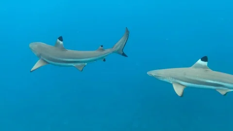 Black tip reef shark, Bora Bora, Society Islands, French Polynesia 動画素材 103050597