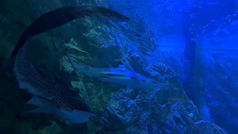 Black Tip Reef Shark ,Carcharhinus melanopterus) Stock Footage 162412896
