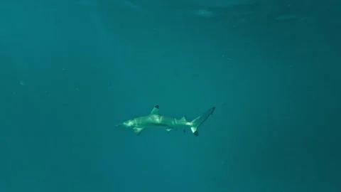 Black tip reef shark cruising through tropical blue water with light rays Vídeos de archivo 263695451