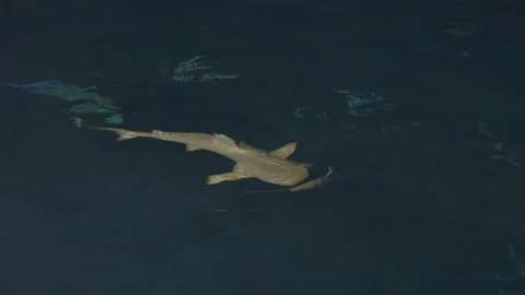Black Tip Reef Shark Cruising Beneath a Dark Rippling Surface in the Maldives Stock-Footage 345014293