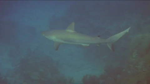 Black Tip Reef Shark Stock Footage 718321