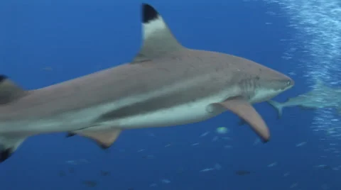 Black Tip Reef Shark Stock Footage 52785959