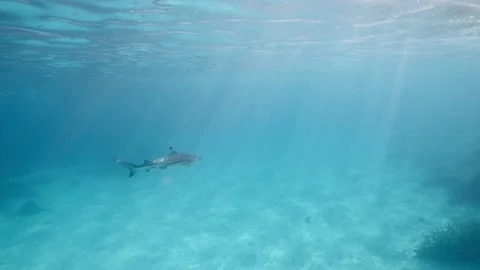 BlacK Tip Reef Shark Video stock 166931697