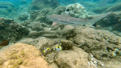 Black tip reef shark Stock Footage 211922462