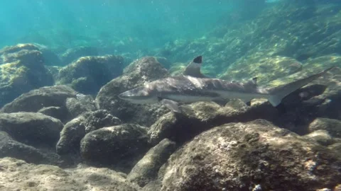 Black tip reef shark | Stock Video | Pond5