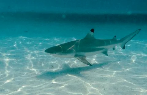 Black tip reef shark Stock Photos