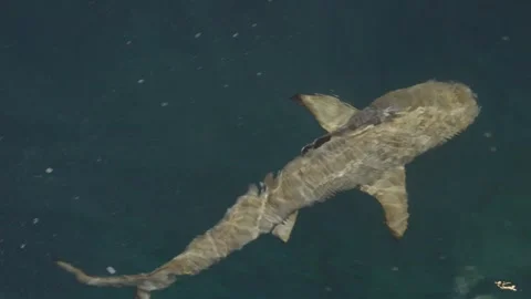 Black Tip Reef Shark with Remoras Swimming Near the Surface in the Maldives Video stock 345013557