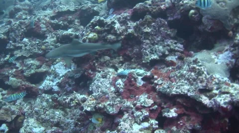 Black Tip Reef Shark Searches for Bait Stock Footage 52821852
