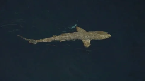 Black Tip Reef Shark Swimming Below Distorted Surface Reflections in the 스톡 동영상 345013221