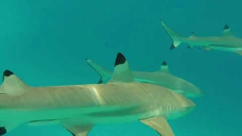 Black Tip Reef Sharks of Moorea Stock Footage