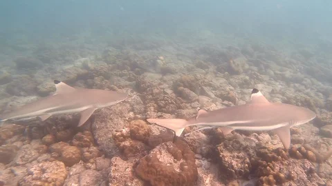 Black Tip Reef Sharks Pair Stock Footage 107629924