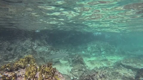 Black tip reef sharks in shallow water, sharks swim in shallow water Stock Footage 315883238