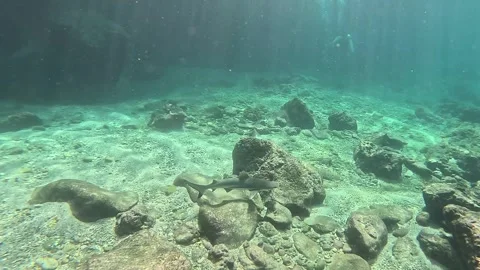 Black tip reef sharks swim in shallow water. Stock Footage 315852976