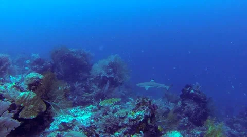 Black Tip Shark Approaching Stock Footage 55793969