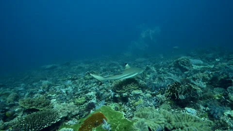 Black tip shark during a dive in Bali Stock Footage 230143271