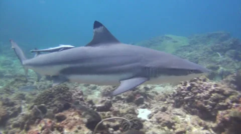 Black tip shark Stock Footage 32238056