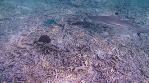 Black tip shark at Shark Point on Koh Phi Phi Island in Thailand Stock Footage 155859700