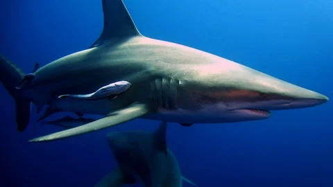 Black tip Shark swims by camera in close up Vídeos de archivo 116012605