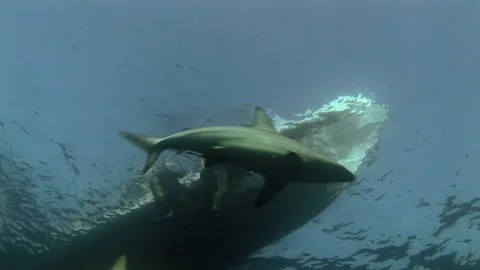 A Black-tip shark swims under a boat. Video stock 183396057