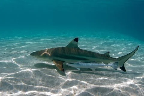 Black tip shark underwater polynesia Foto stock