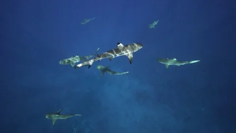 Black tip sharks in crystal clear water Stock Footage 78999252