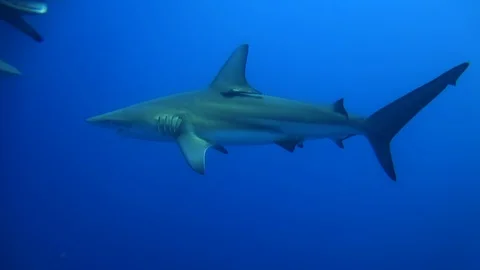 Black Tip Sharks explore ocean in group Stock Footage 116012467