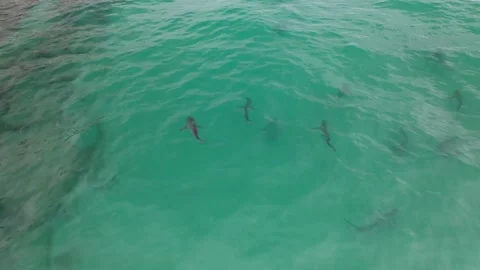 Black Tip Sharks | Florida | Drone Stock Footage 208759610