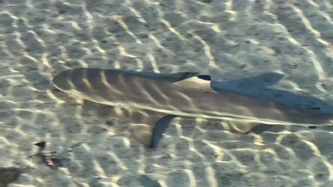 Black Tip Sharks Stock Footage 169186707