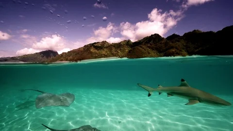 Black tip sharks in shallow water. A split shot, half above, half underwater Stock Footage 94337330