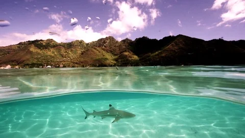 Black tip sharks. A split shot, half above, half underwater Stock Footage 94337098