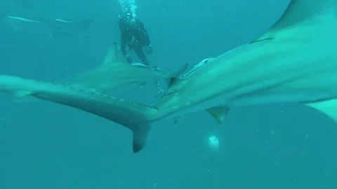 Black tip Sharks swimming around bait Stock Footage