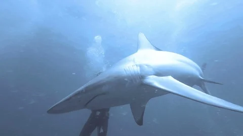 Black tip Sharks swimming around bait Stock Footage
