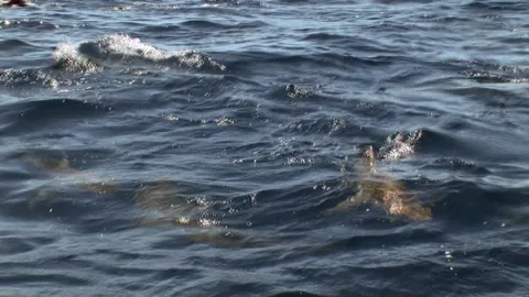 Black-tip sharks swimming at surface of sea. Video stock 183397714