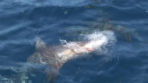 Black-tip tiger sharks eating bait. Video stock 183397301