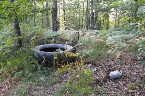 Black tire in forest Stock Photos