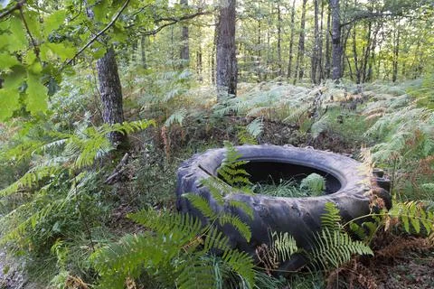 Black tire in forest Stock Photos