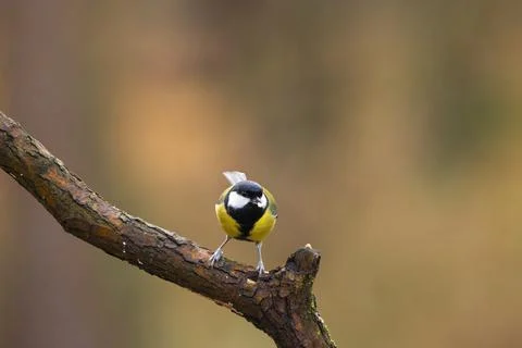 A black tit or also called coal tit in winter time. Stock Photos