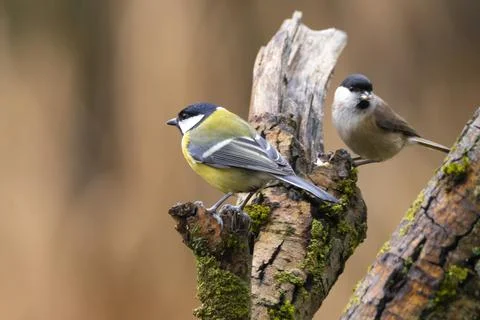 A black tit or also called coal tit in winter time. Stock Photos