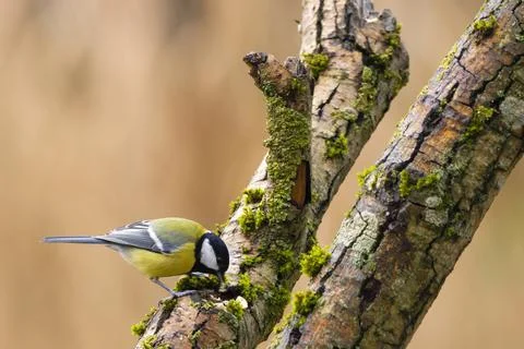 A black tit or also called coal tit in winter time. Stock Photos