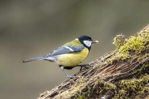 A black tit or also called coal tit in winter time. Stock Photos